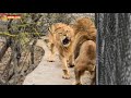 ДЕРЗКИЕ ЛЬВЫ - ВОЖАК В ШОКЕ! Тайган. Lions life in Taigan.