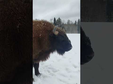 Ой! 🙈 #funnyanimals #забавныеживотные #animals #wildanimals #naturelovers #shorts