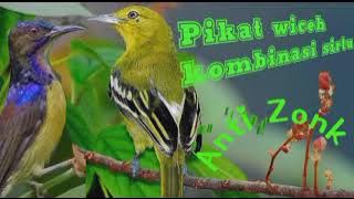 Suara pikat burung sirtu /cipoh kombinasi kolibiri kelapa ||Anti zonk