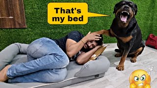 Stealing my Dog's Bed | sleeping on my dog's bed to see his reaction l funny dog videos |