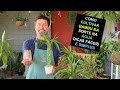 Como Cultivar Bambu da Sorte  Na Água Dicas Fáceis e Simples