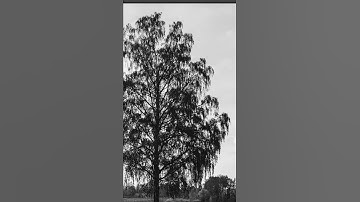 How to Remove Backgrounds in Photoshop