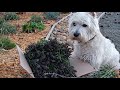 Подписчики, я вас услышала!👍🧡 Отвечаю на вопросы и замечания. Готовлю закарпатский сад к зиме.