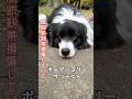 【犬友】ボーダーコリーのサリーくん