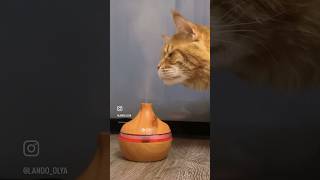 Реакция котов на увлажнитель ️#дымок #funnycats #catshorts #funnyshorts #catvideos #catmemes #кент