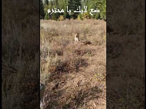 هجوم وشق على رجل في الغابه