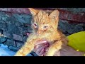 Кот плакал ледяными слезами и тыкался головой в сугробы ШОК! Он слепой!? blind cat needs treatment