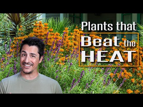 Video: Drought Resistant Perennials - Drought Tolerant Perennials Para sa mga Container At Hardin