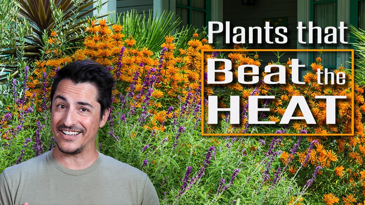 Plants that Beat the Heat! Drought and Heat Tolerant Plants YouTube