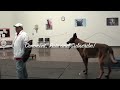 Dog Training - Dog learns to sit with incredible distraction!
