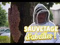 Sauvetage d&#39;abeilles en ville