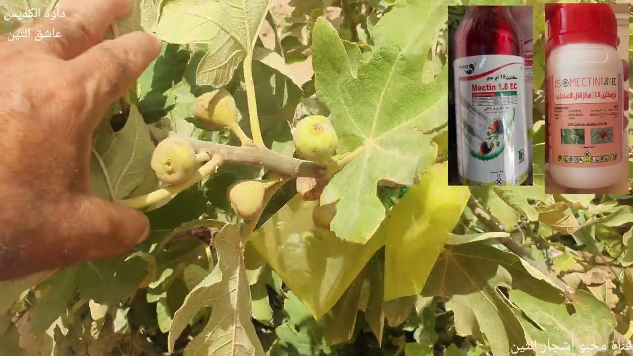 شر لا بد منه ( إصابة أشجار التين بالعناكب )