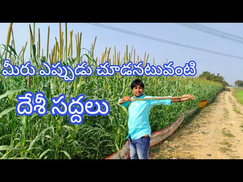 దేశవాలి కొత్తరకం సజ్జలు | New Verity Milletes for sale 2022 SivanandaReddy- 8919402871