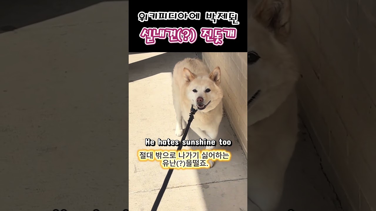 진돗개 맞냐고 물어볼 판! 상상초월 쫄보력 만렙 찍은 백구 대박이" 😱