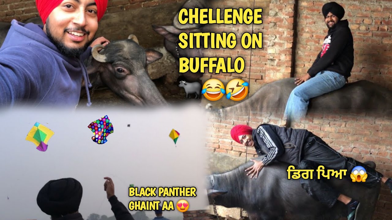 KITE FLYING🪁 || CHALLENGE SITTING ON BUFFALO 🐃🤣 ||