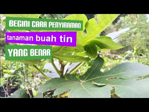 Video: Bila Menggunakan Tin Penyiram: Petua Menggunakan Tin Penyiram Di Taman