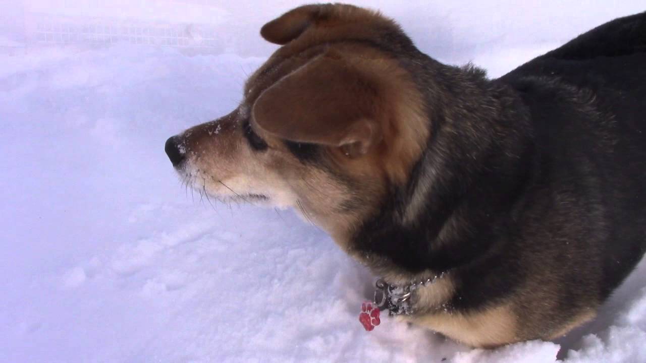 新雪を大喜びで駆け回る犬 北海道 津別町相生 Youtube