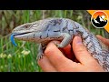 BLUE TONGUE Skink Encounter!