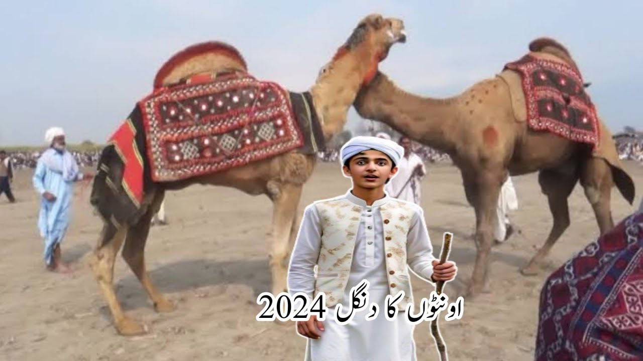 New camel dangal | onth ka dangal | camel mela | اونٹ دنگل