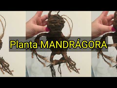 Vídeo: Informações da planta de mandrágora: existem diferentes tipos de plantas de mandrágora