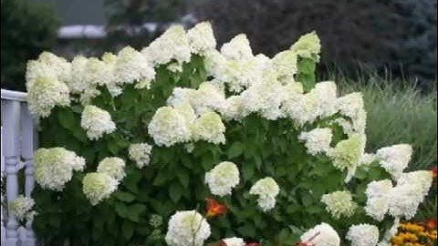How to Prune Limelight Hydrangea