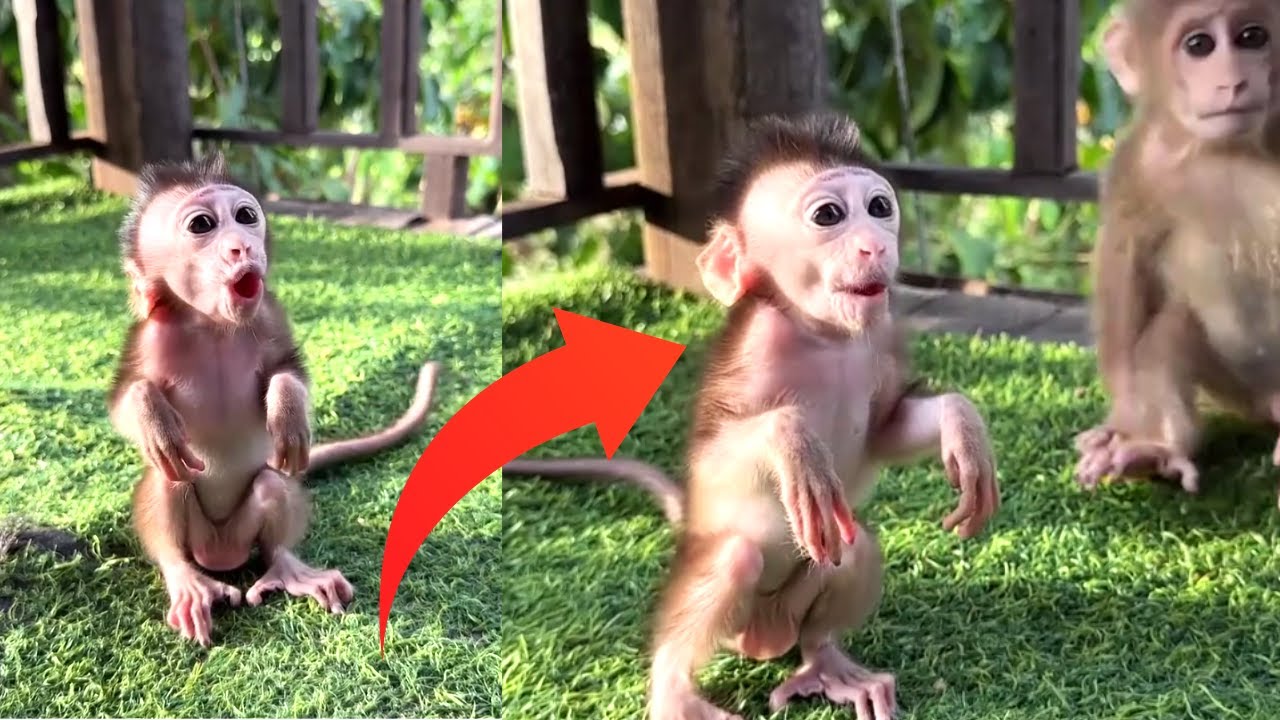 Funny & Cute Baby Monkeys Compilation 🐵 | Jungle Pranks & Wild Primates