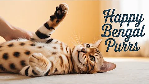 Video 9708211: pets purr, adorable bengal cat, perfect cat, petted enjoying, cat lovers