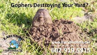 Phoenix Arizona Gopher Rodent and Pest Control Exterminator Scottsdale Buckeye Avondale Goodyear AZ