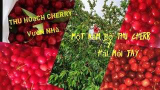 Cherry Chín rộ  ngoài vườn nhà ,Thu hoạch Cherry triệu trái.