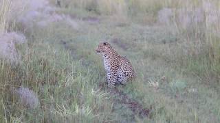 Tracking a Leopard in Botswana