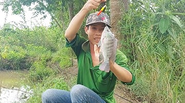 Câu Cá Rô,Tiếp Tục Đi Câu Cá Phi Bằng Mồi Tép | Vui Miền Tây Vlog