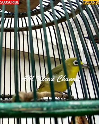 #SHORTS Pleci Gacor - Full Isian Istimewa Materi Mewah - Pancingan Pleci - Masteran Pleci