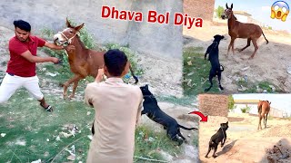 Bully Dog Ny Horse🐎 Py Dhava Bol DiyaEnter😱