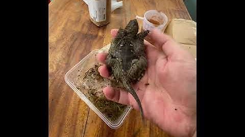 Lại khui hộp 1 em Common x Flo mới :)))