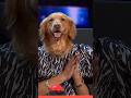 Dogs Got Talent! #agt #dogs