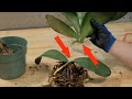 Orchids Propagation By Stem Division