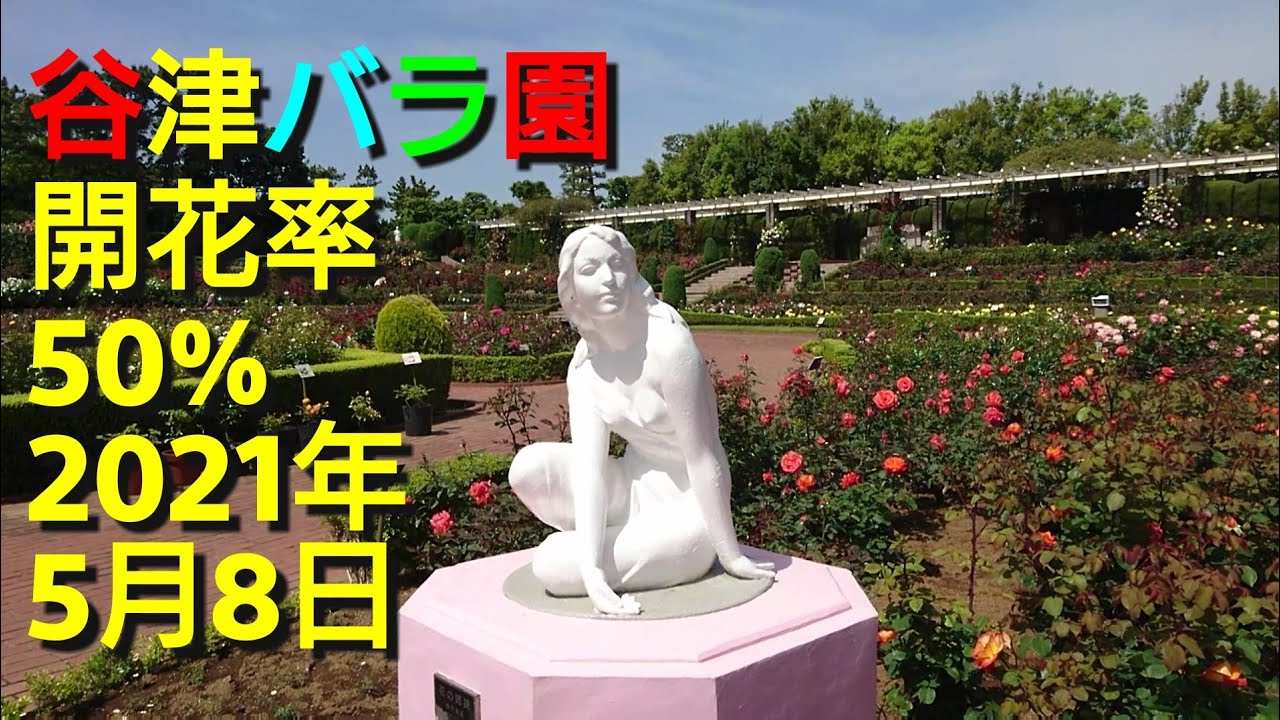 谷津 やつ バラ園 開花率 50 21年5月8日 Youtube