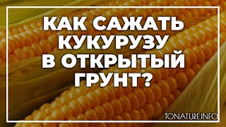 Как сажать кукурузу в открытый грунт? | toNature.Info