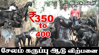 சேலம் கருப்பு ஆடு விற்பனை | ஆடு வளர்ப்பு | நாட்டு ஆடு | salem black goats | Goat Farm | Black sheep