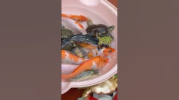 Con rùa,con cá,con ếch này mẹ #youtubeshorts