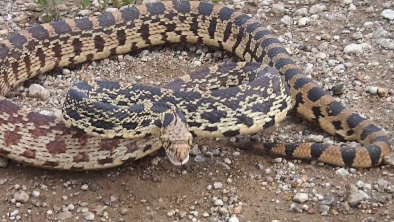 bull snake image Bullsnake Threat Display