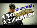 depsルアーがヤバイ！大江川ってこんなに釣れるところだっけ？【バス釣り deps フローター】