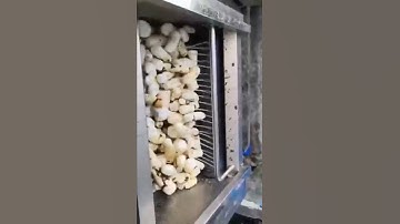 Cassava cleaning and peeling machine/cassava processing equipment/cassava production line