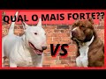 PITBULL VS BULL TERRIER QUAL O MAIS FORTE?? の動画、YouTube動画。