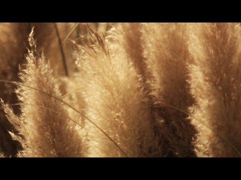 วีดีโอ: ปลูกหญ้าประดับโซน 4 - หญ้าประดับสำหรับอากาศหนาว