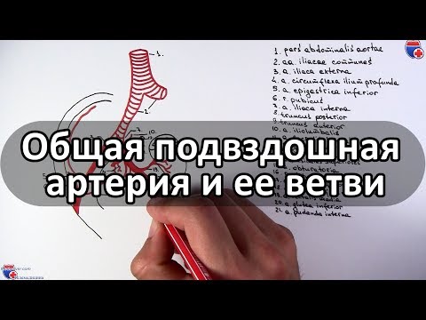 Общая подвздошная артерия и ее ветви - meduniver.com