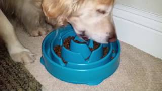 24 Minutes of a Hungry Dog Eating Dry Food From A Feeder Bowl  ASMR