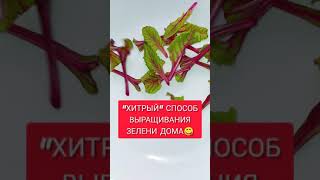 "ХИТРЫЙ" СПОСОБ ВЫРАЩИВАНИЯ ЗЕЛЕНИ ДОМА😋