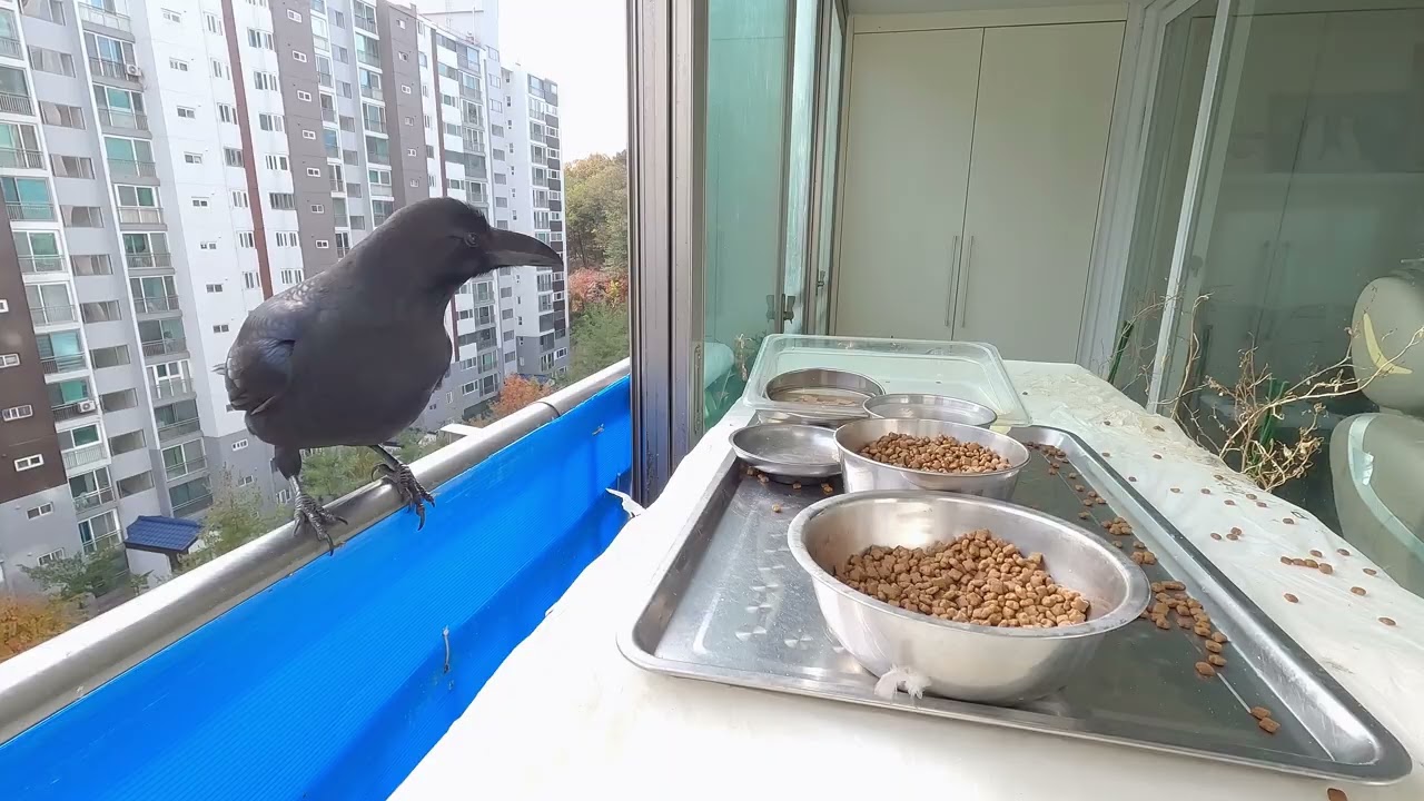 시청자에게 인사하는 까마귀, 연두색 열매 나눔하는 물까치