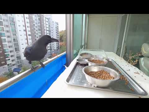 시청자에게 인사하는 까마귀, 연두색 열매 나눔하는 물까치